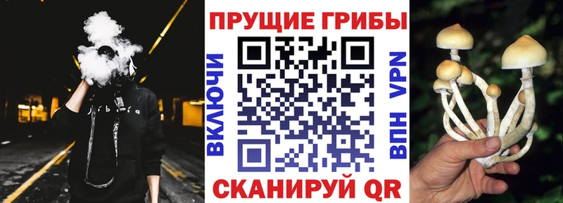 Купить где  Сосновый Бор  Псилоцибиновые грибы MAGIC MUSHROOMS 